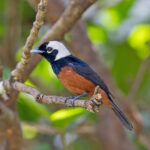 White-capped Monarch (image by Pete Morris)