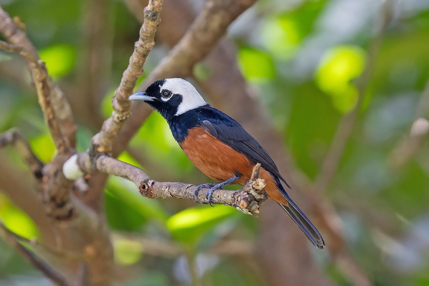 White-capped Monarch (image by Pete Morris)