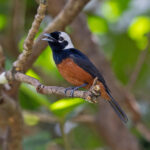 White-capped Monarch (image by Pete Morris)