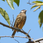 White-cheeked Cotinga (image by Leonardo Garrigues)
