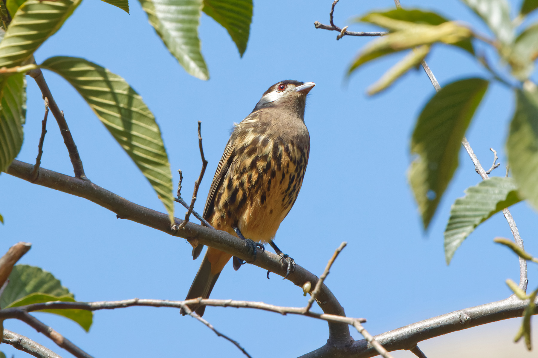 White-cheeked Cotinga (image by Leonardo Garrigues)