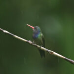 White-chinned Sapphire (image by Fito Downs)