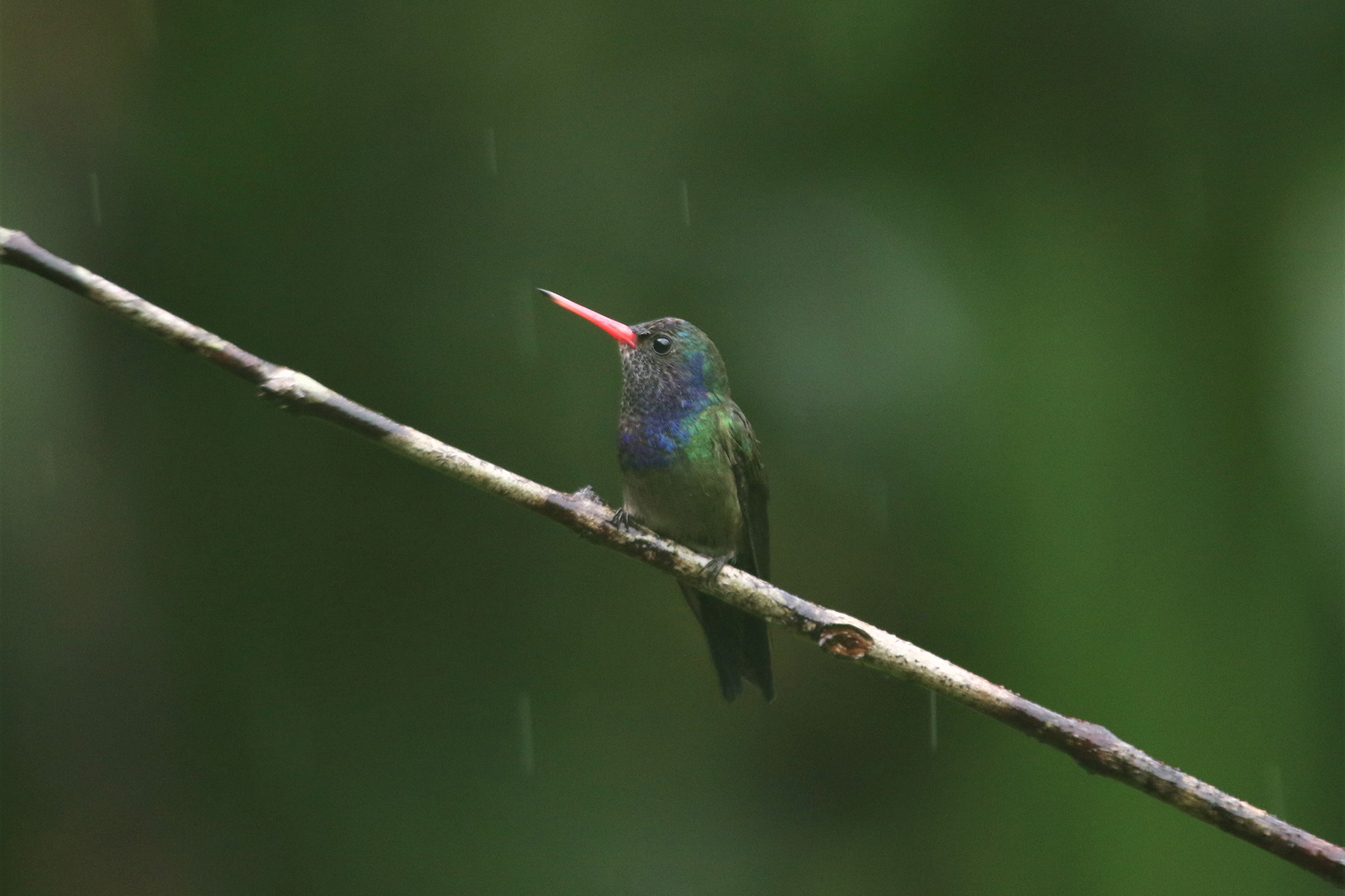 White-chinned Sapphire (image by Fito Downs)