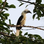 White-crowned Hornbill (image by Yeo Siew Teck)