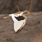 White-crowned Lapwing (image by Phillip Edwards)