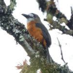 White-faced Nunbird (image by Leonardo Garrigues)