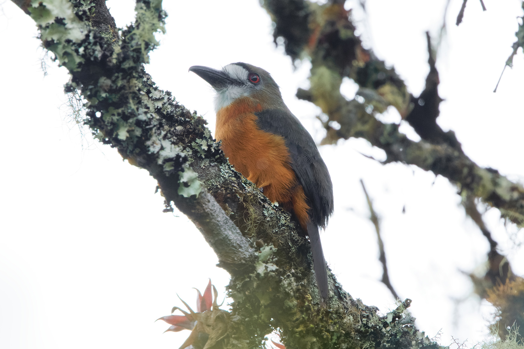 White-faced Nunbird (image by Leonardo Garrigues)