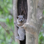 White-footed Sportive Lemur (image by Trevor Ellery)