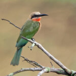 White-fronted Bee-eater (image by Phillip Edwards)