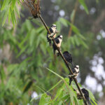 White-fronted Falconet (image by Yeo Siew Teck)