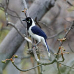 White-tailed Jay (image by Leonardo Garrigues)