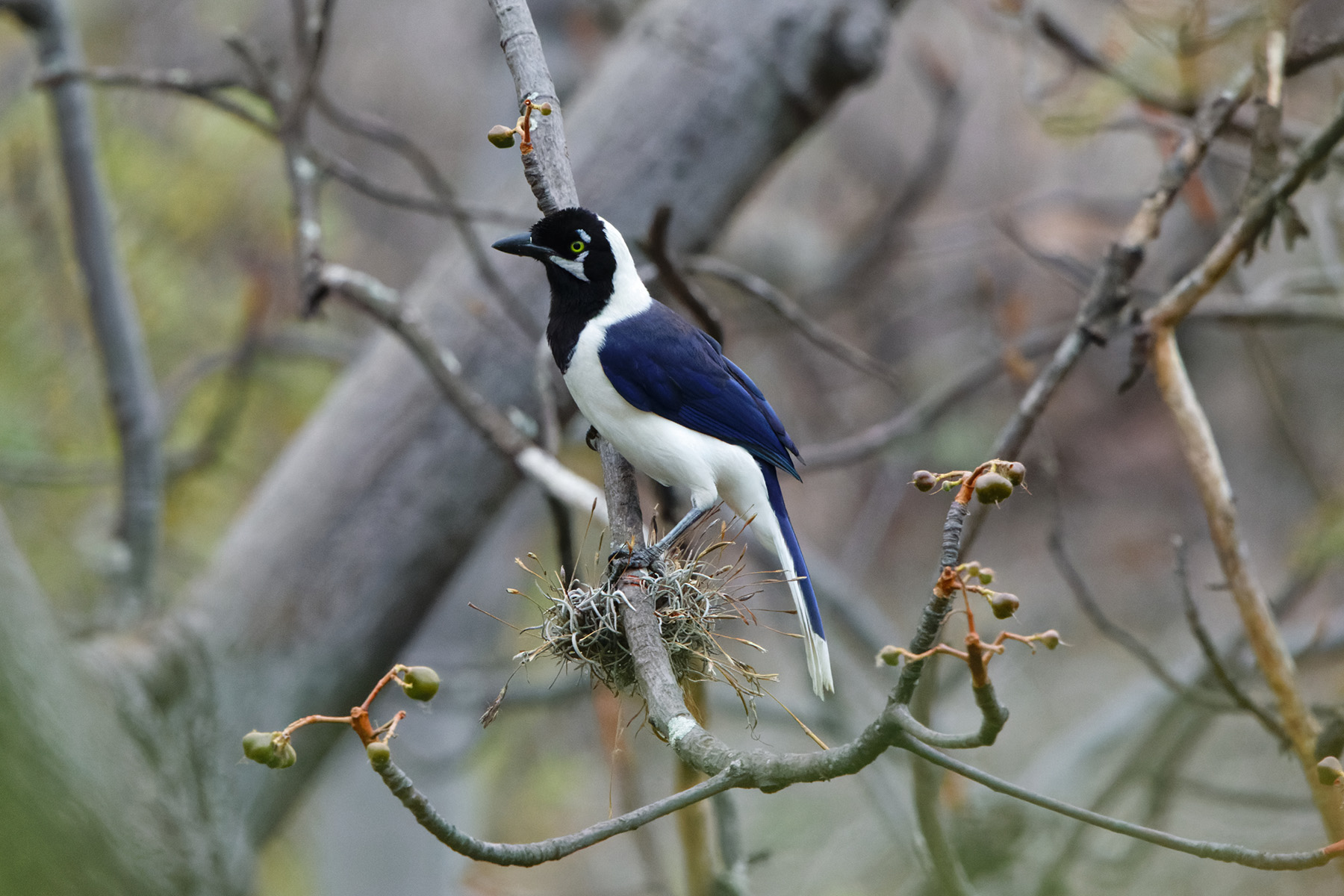White-tailed Jay (image by Leonardo Garrigues)