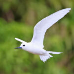 White Tern, Cook Islands (image by János Oláh)