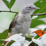 White-throated Greenbul (image by Gina Lloyd)
