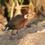 White-throated Rail (image by Trevor Ellery)