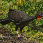 White-winged Guan (image by Leonardo Garrigues)
