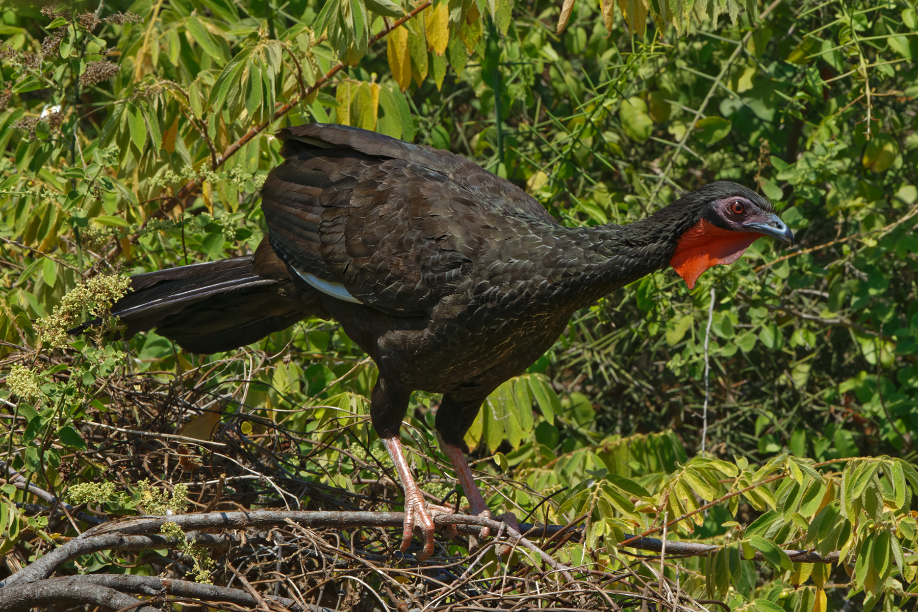White-winged Guan (image by Leonardo Garrigues)