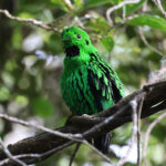 Whitehead's Broadbill (image by Yeo Siew Teck)