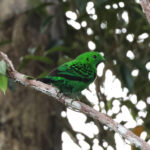 Whitehead's Broadbill (image by Yeo Siew Teck)