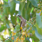 Whitehead's Spiderhunter (image by Yeo Siew Teck)