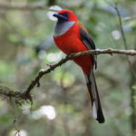 Whitehead's Trogon (image by Yeo Siew Teck)