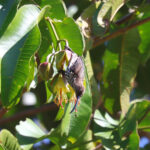 Whitehead's Spiderhunter (image by Wayne Paes)