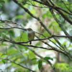 Wied's Tyrant-Manakin (image by Fito Downs)