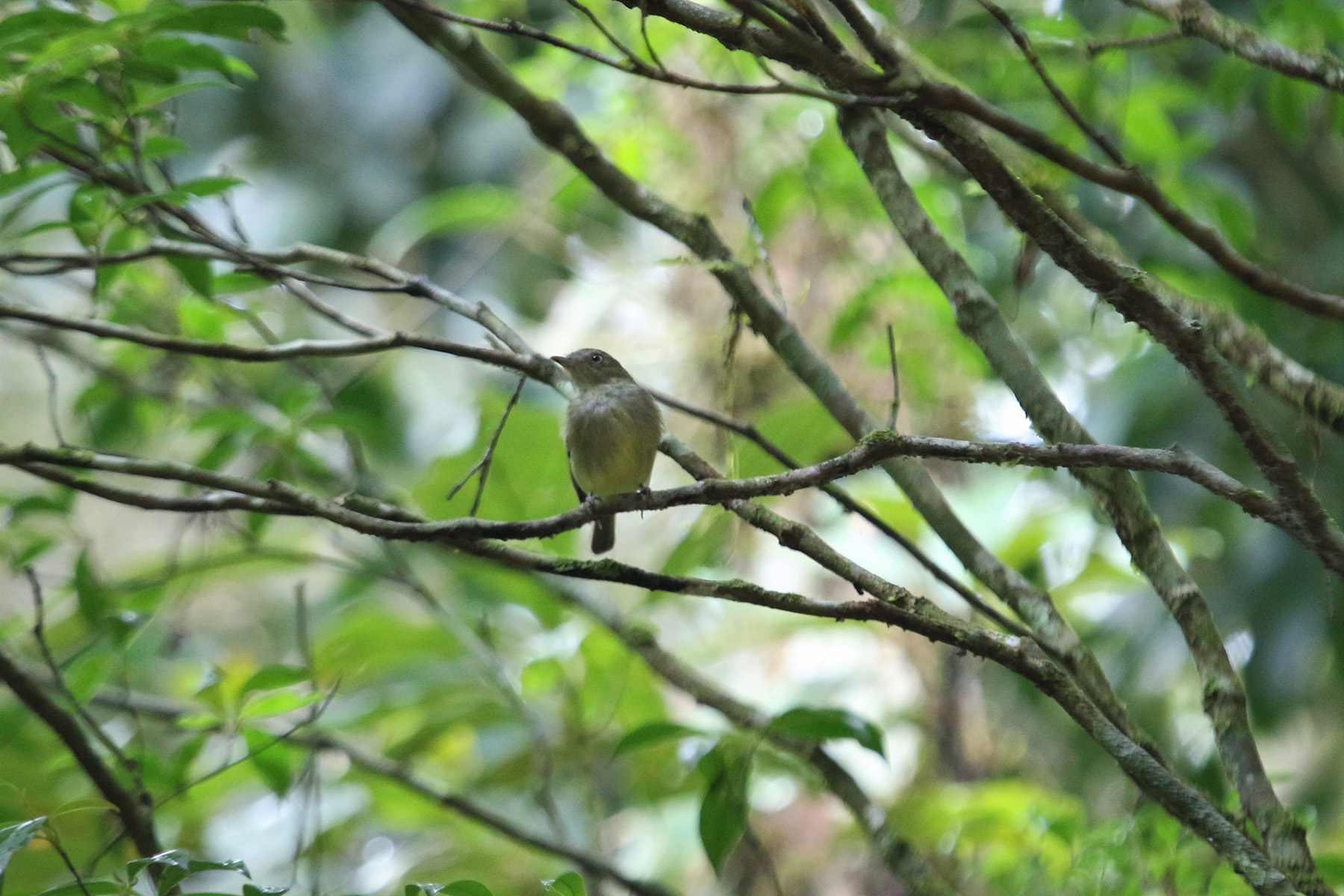 Wied's Tyrant-Manakin (image by Fito Downs)
