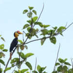 Wrinkled Hornbill (image by Yeo Siew Teck)