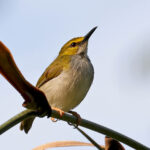 Yellow-browed Camaroptera (image by Phillip Edwards)