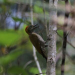 Yellow-browed Woodpecker (image by Fito Downs)