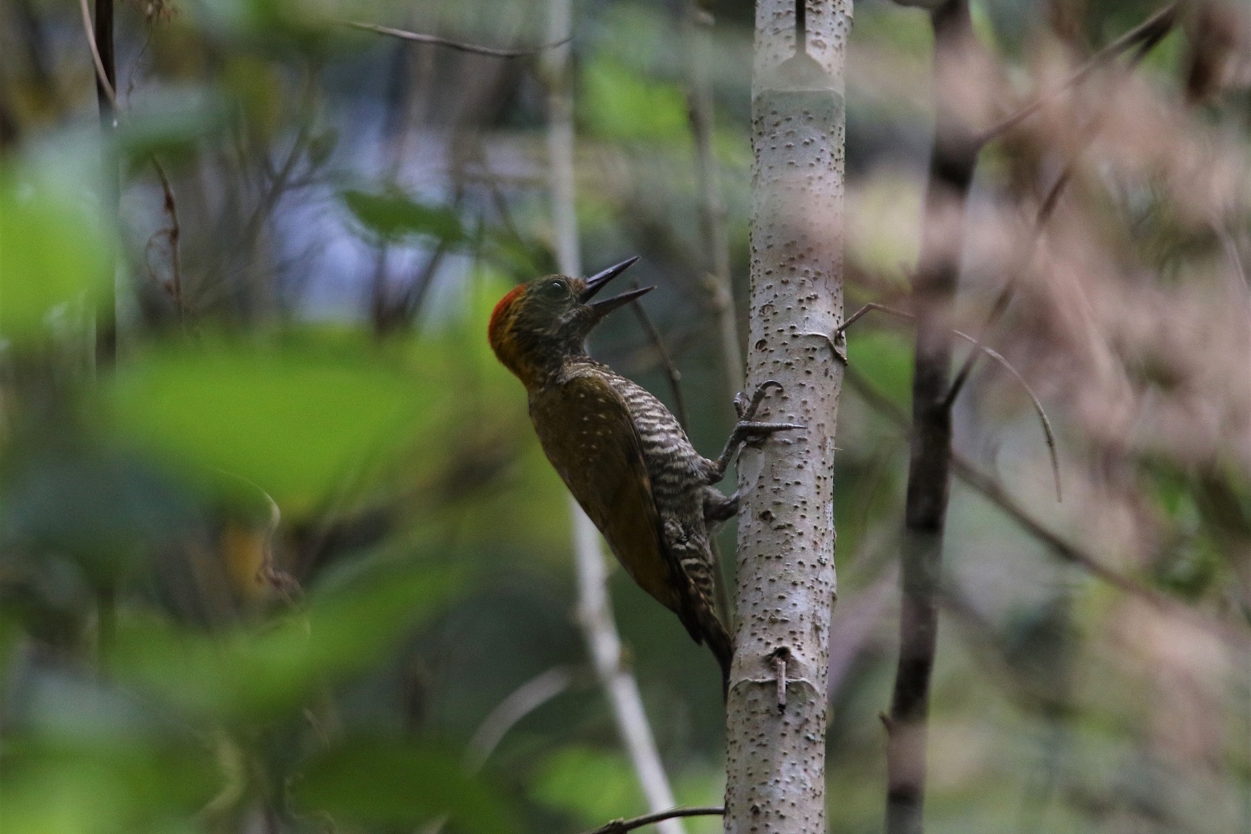 Yellow-browed Woodpecker (image by Fito Downs)