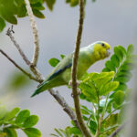 Yellow-faced Parrotlet (image by Leonardo Garrigues)