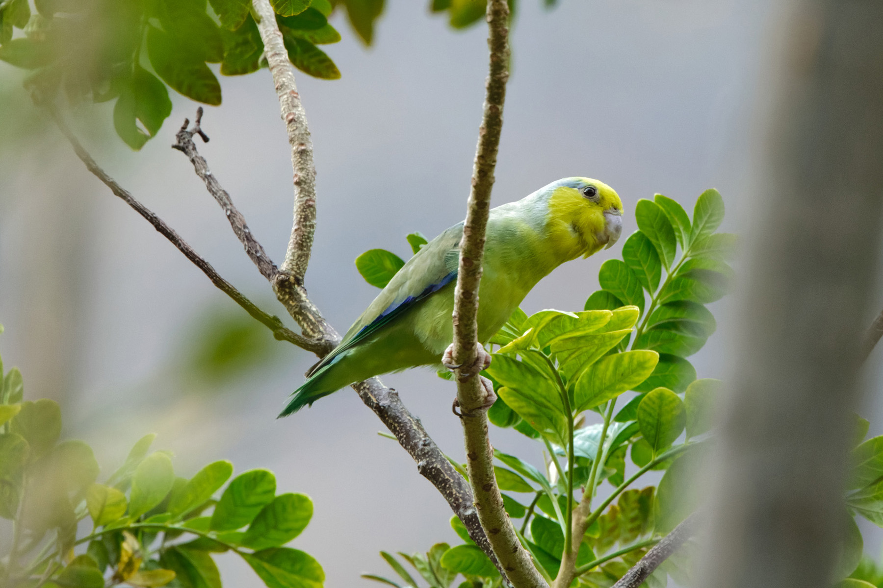 Yellow-faced Parrotlet (image by Leonardo Garrigues)