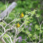 Yellow-green Grosbeaks (image by Fito Downs)