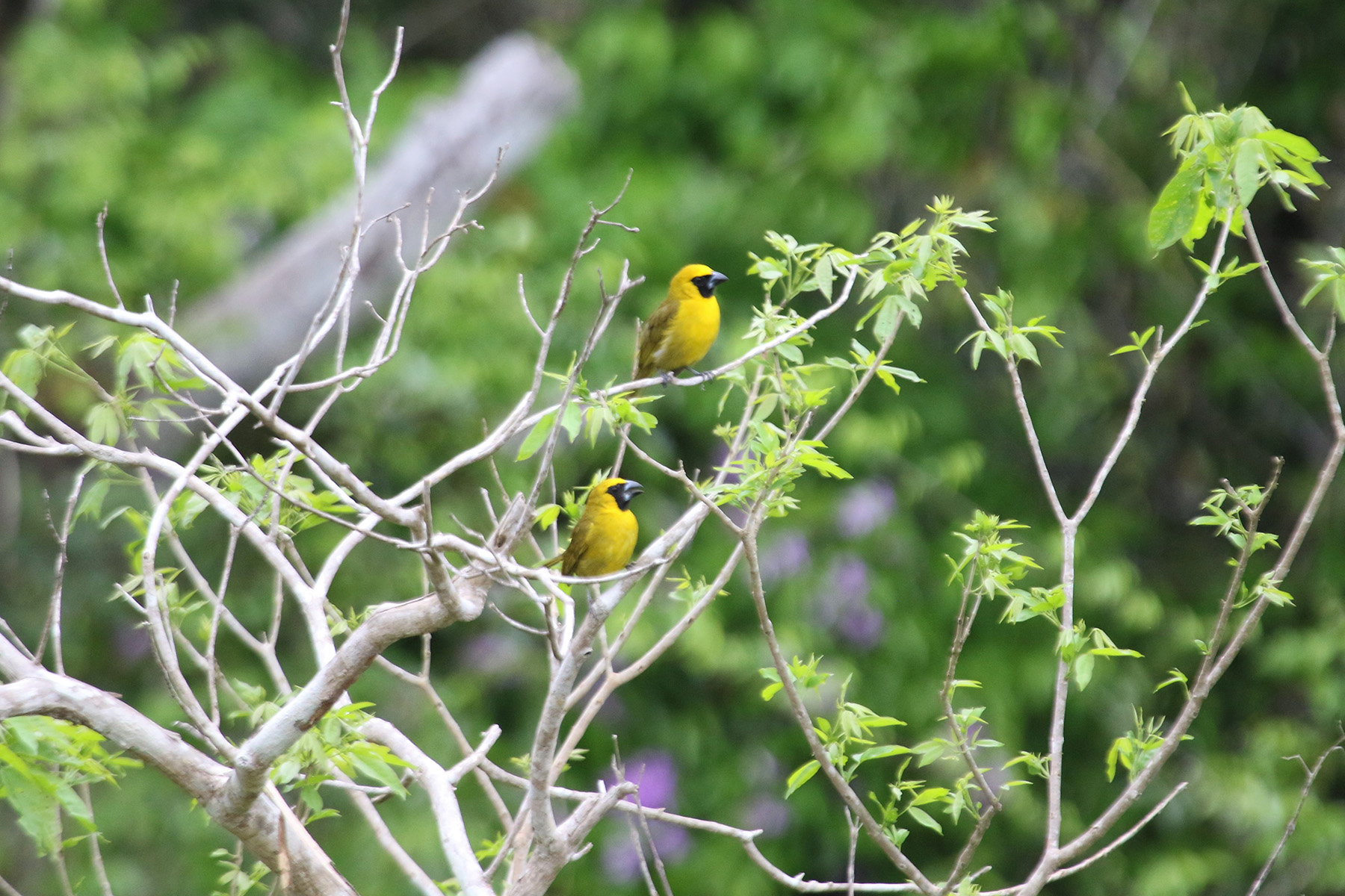 Yellow-green Grosbeaks (image by Fito Downs)