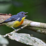 Yellow-rumped Flowerpecker (image by Yeo Siew Teck)