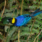 Yellow-scarfed Tanager (image by Leonardo Garrigues)