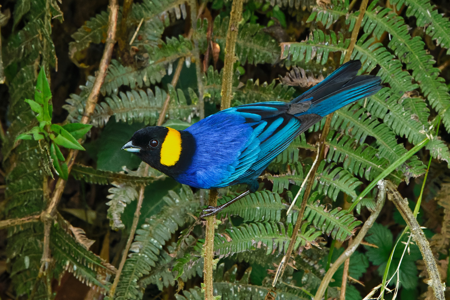 Yellow-scarfed Tanager (image by Leonardo Garrigues)