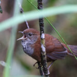 Friendly Bush Warbler (image by Yeo Siew Teck)