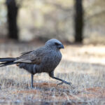 Apostlebird (image by Mike Watson)