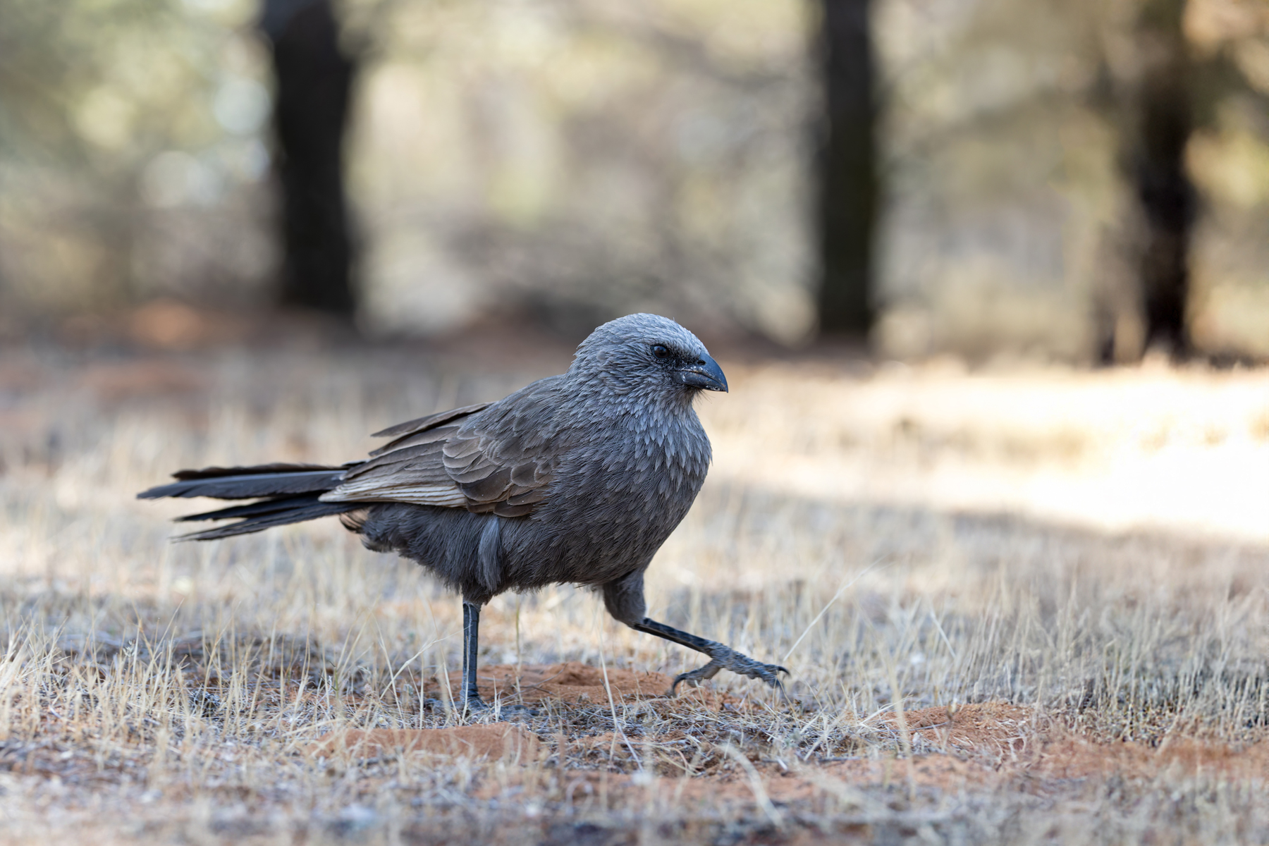 Apostlebird (image by Mike Watson)