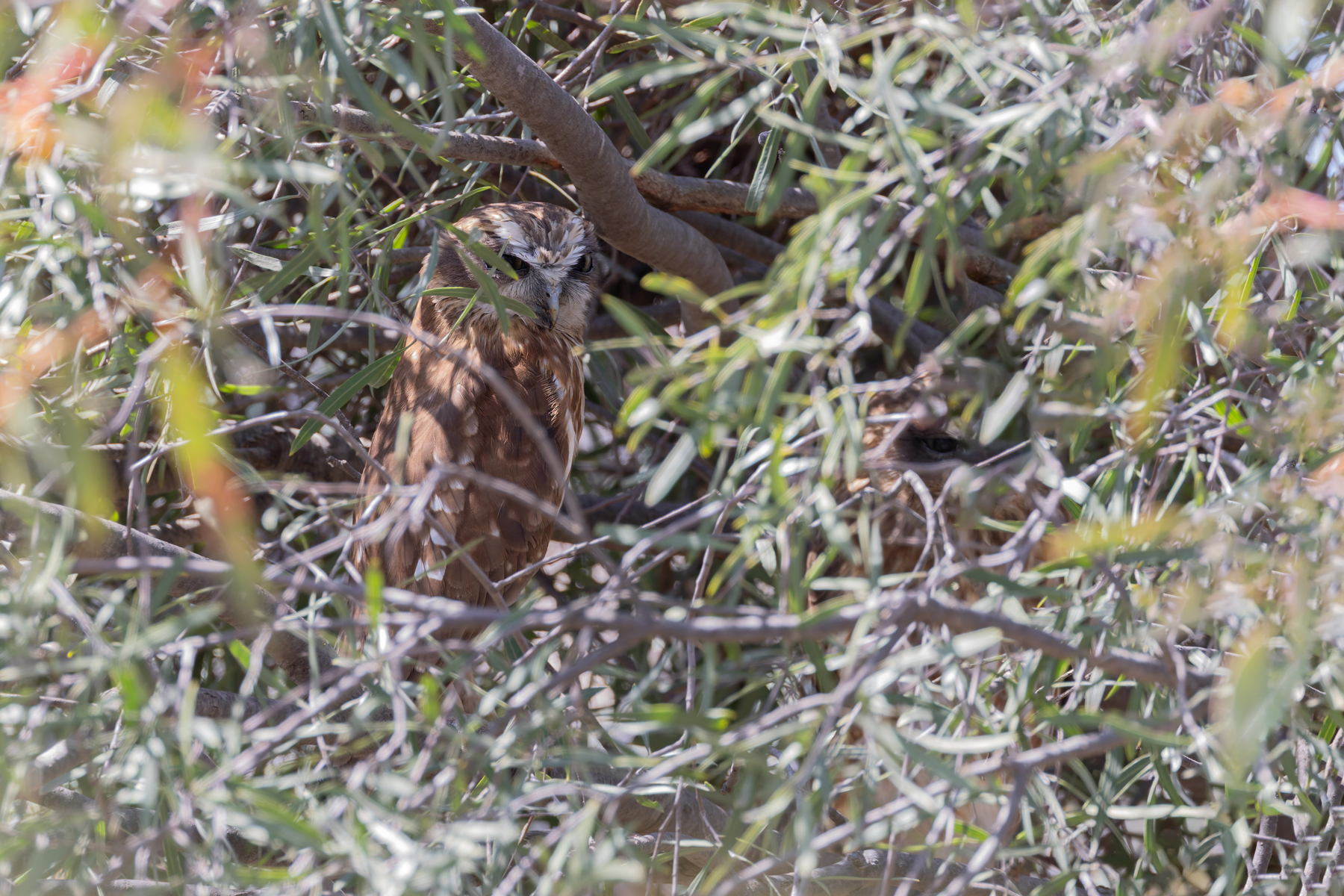 Australian Boobook (image by Mike Watson)