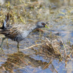 Australian Crake (image by Mike Watson)