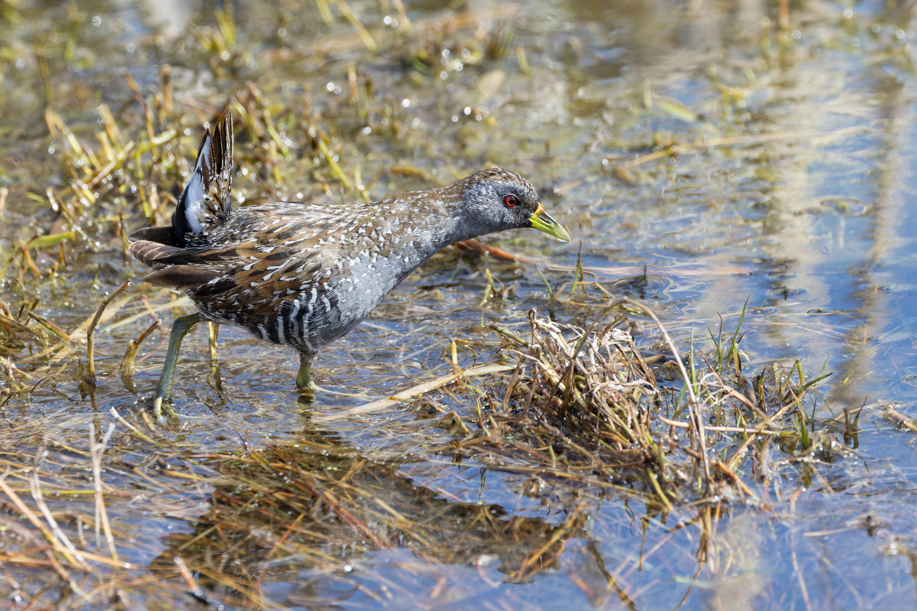 Australian Crake (image by Mike Watson)