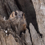 Australian Owlet-nightjar (image by Mike Watson)