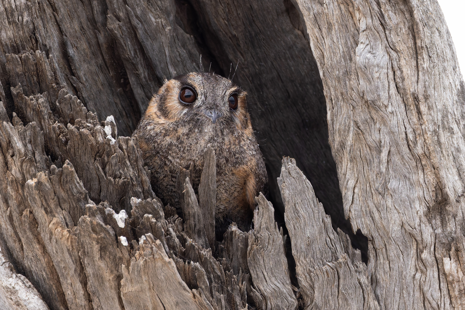 Australian Owlet-nightjar (image by Mike Watson)