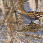 Baillon's Crake (image by Mike Watson)