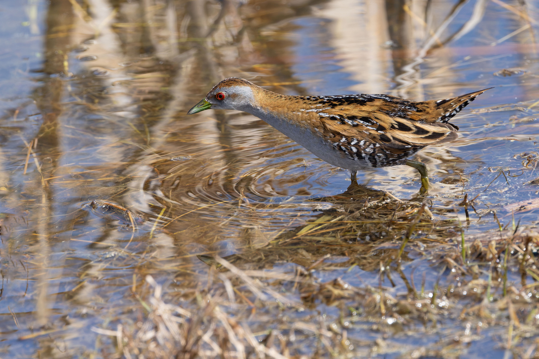 Baillon's Crake (image by Mike Watson)