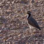 Banded Lapwing (image by Mike Watson)